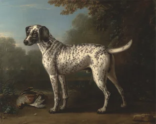 A Grey Spotted Hound
